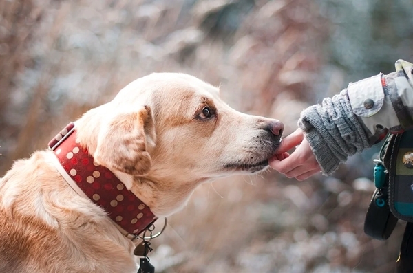 被宠物抓伤是否会得狂犬病？专家解答：先打了疫苗再说