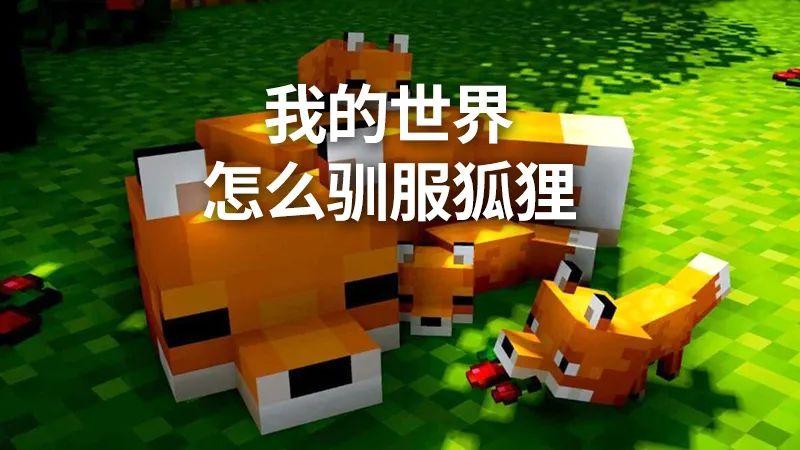 我的世界怎么让宠物攻击怪物 我的世界的狐狸攻击什么动物